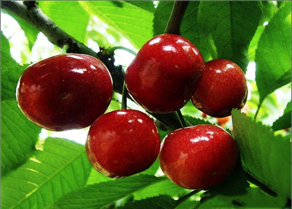 Kelowna Cherry 民宿 座落于果园中，有新鮮水果可摘食。