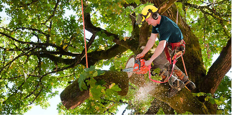 森林园艺：专业砍树修剪，树木草坪护理
